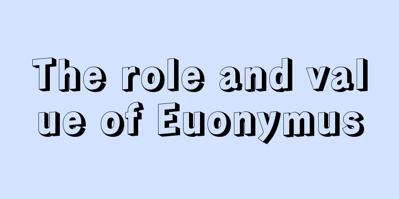 The role and value of Euonymus