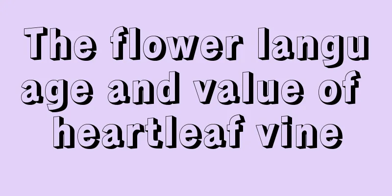 The flower language and value of heartleaf vine