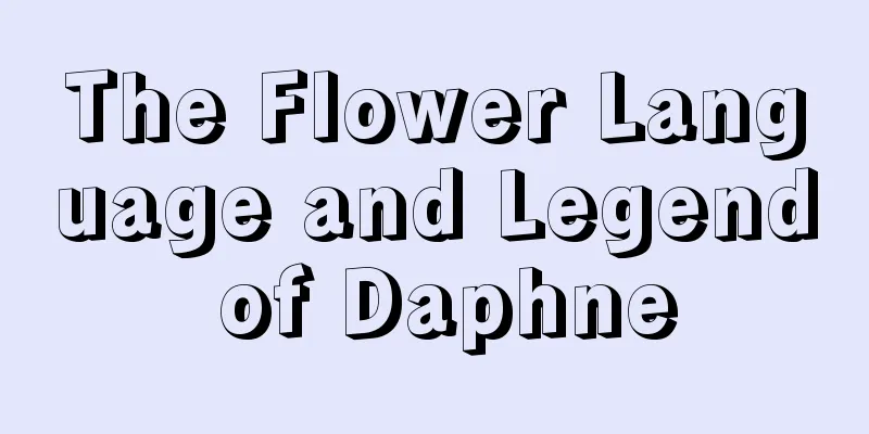 The Flower Language and Legend of Daphne