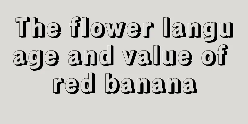 The flower language and value of red banana