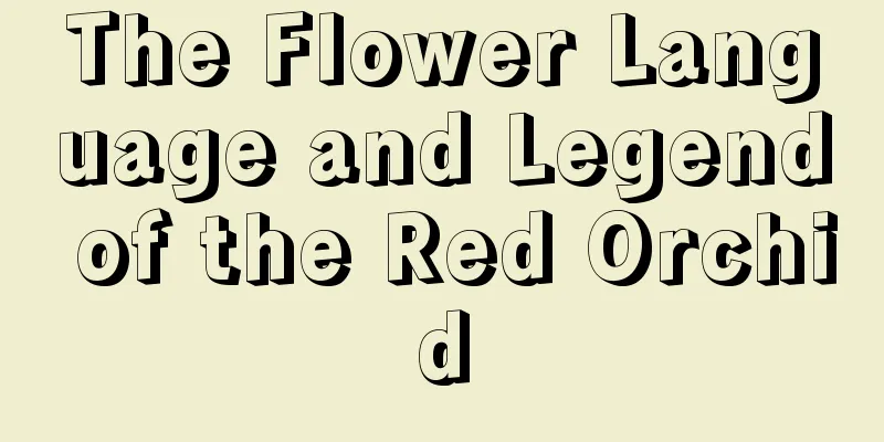 The Flower Language and Legend of the Red Orchid