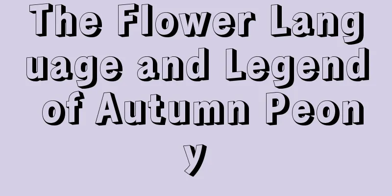 The Flower Language and Legend of Autumn Peony