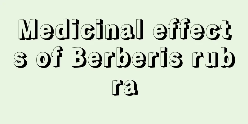 Medicinal effects of Berberis rubra