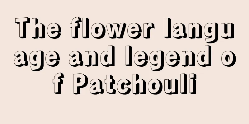 The flower language and legend of Patchouli