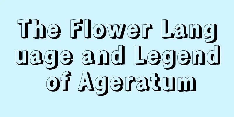 The Flower Language and Legend of Ageratum