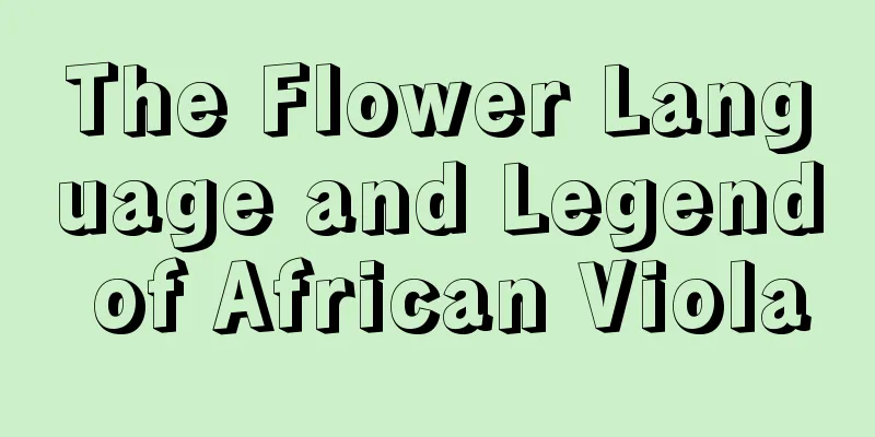 The Flower Language and Legend of African Viola