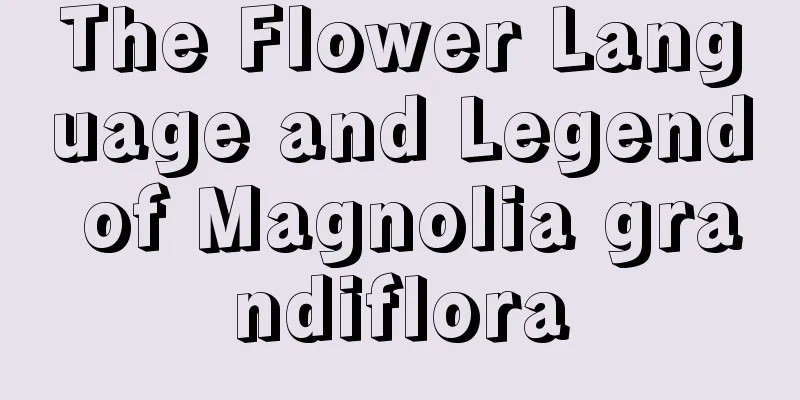 The Flower Language and Legend of Magnolia grandiflora