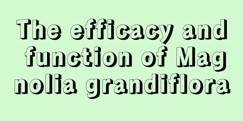 The efficacy and function of Magnolia grandiflora