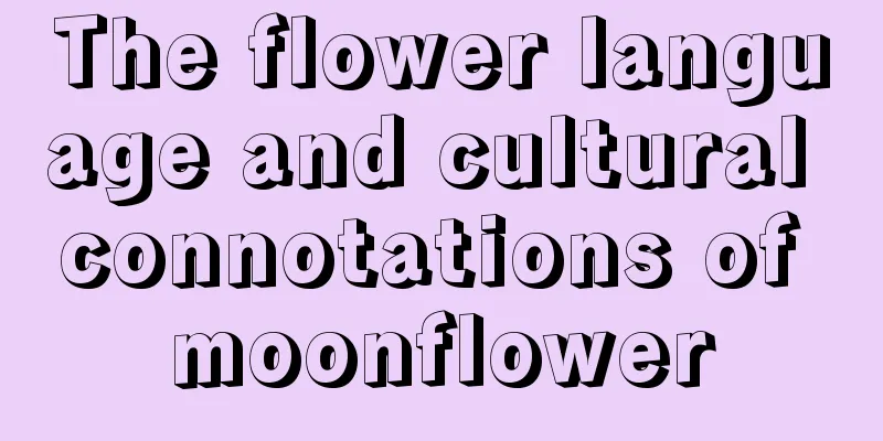 The flower language and cultural connotations of moonflower