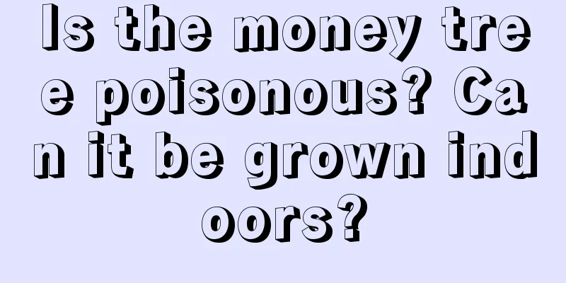 Is the money tree poisonous? Can it be grown indoors?