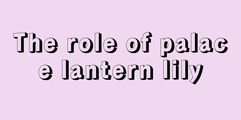 The role of palace lantern lily