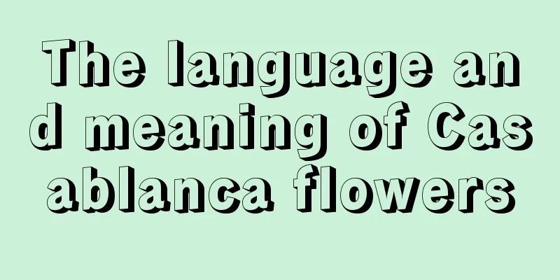 The language and meaning of Casablanca flowers