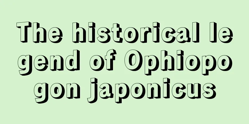 The historical legend of Ophiopogon japonicus