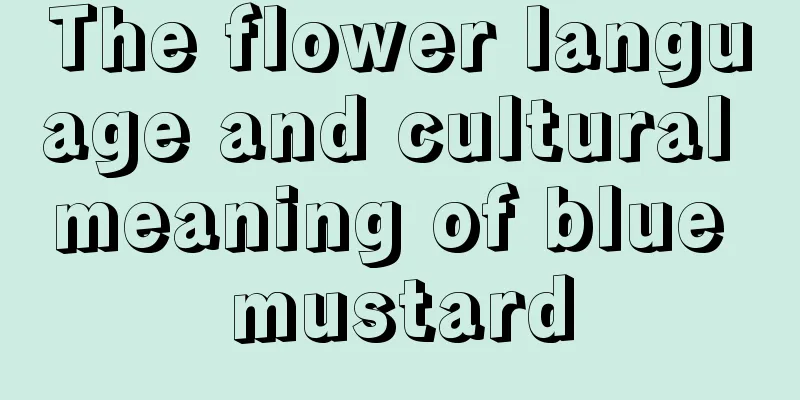 The flower language and cultural meaning of blue mustard