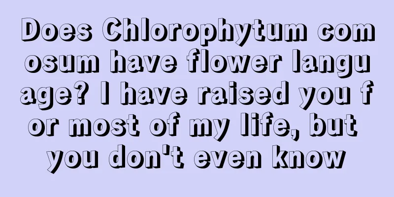 Does Chlorophytum comosum have flower language? I have raised you for most of my life, but you don't even know