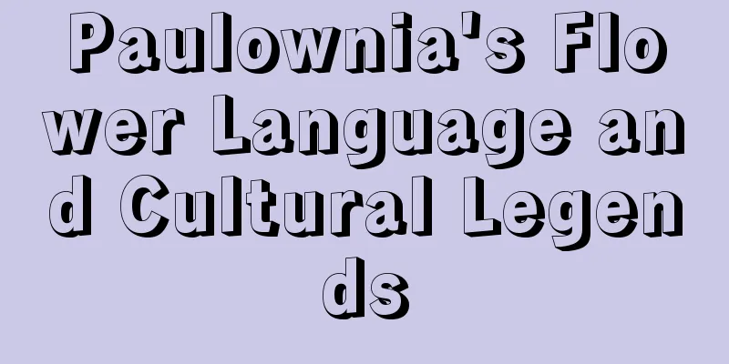 Paulownia's Flower Language and Cultural Legends