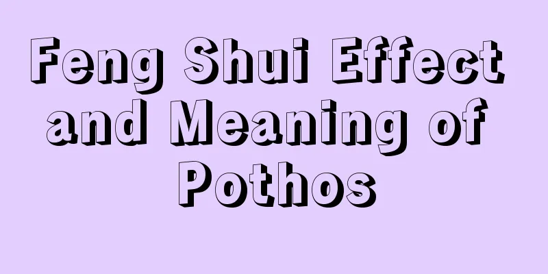 Feng Shui Effect and Meaning of Pothos