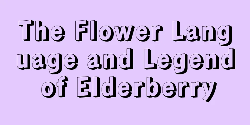 The Flower Language and Legend of Elderberry