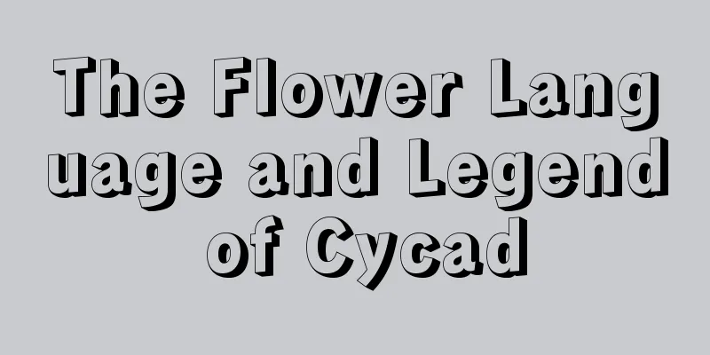 The Flower Language and Legend of Cycad