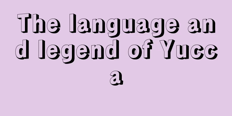 The language and legend of Yucca