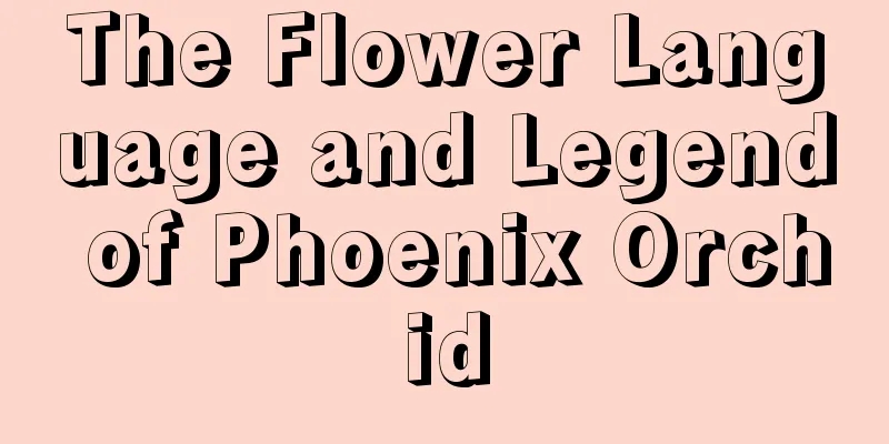 The Flower Language and Legend of Phoenix Orchid