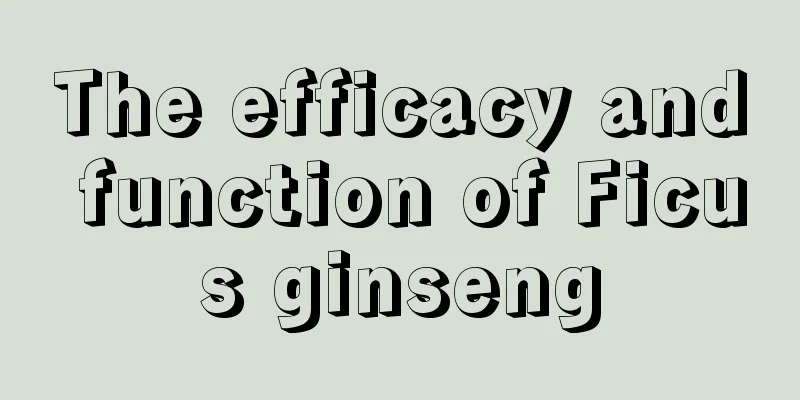 The efficacy and function of Ficus ginseng