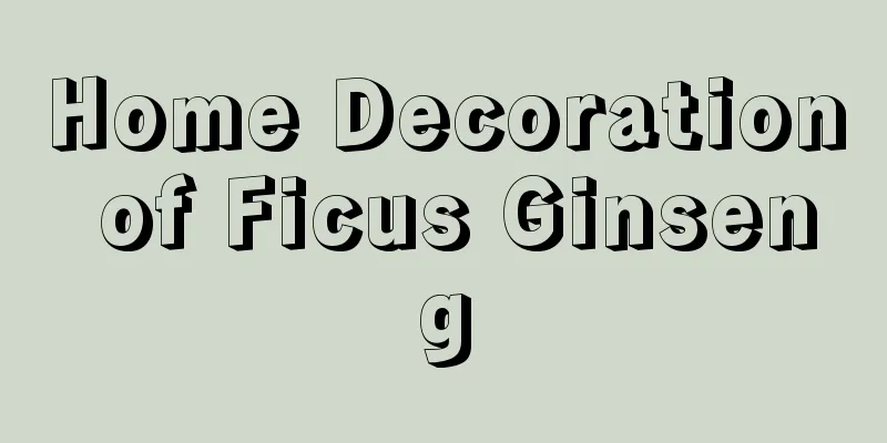 Home Decoration of Ficus Ginseng