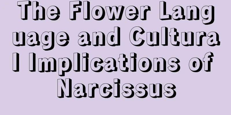 The Flower Language and Cultural Implications of Narcissus