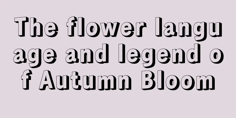 The flower language and legend of Autumn Bloom