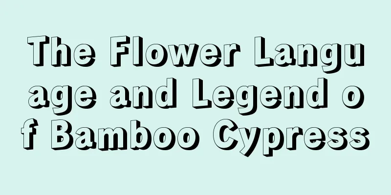 The Flower Language and Legend of Bamboo Cypress