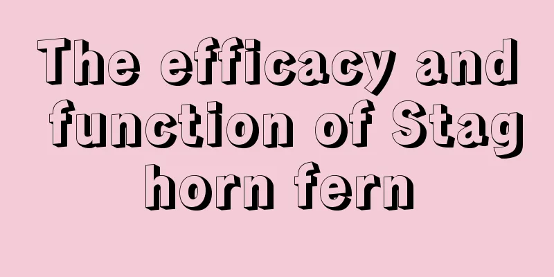 The efficacy and function of Staghorn fern