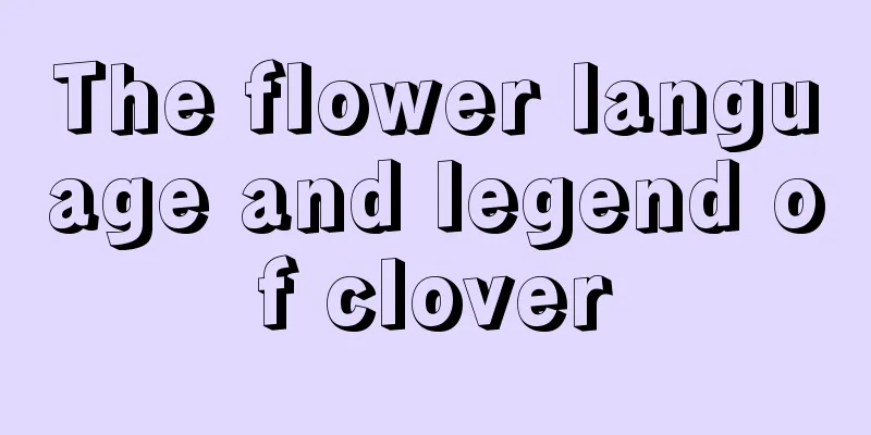 The flower language and legend of clover