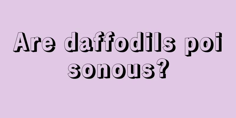 Are daffodils poisonous?