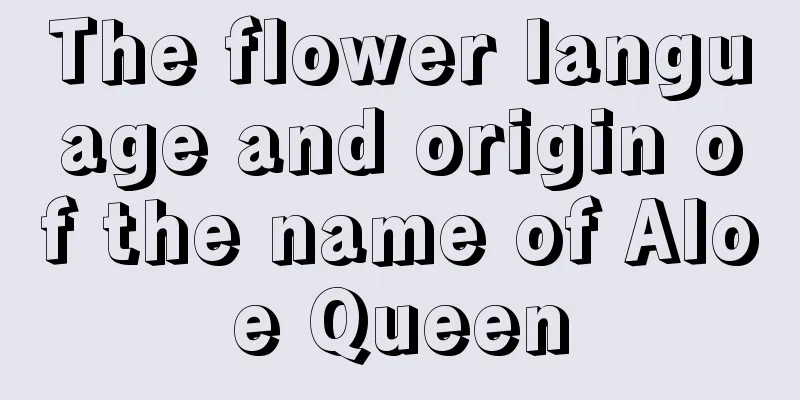 The flower language and origin of the name of Aloe Queen