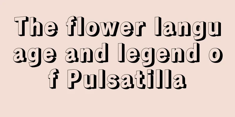 The flower language and legend of Pulsatilla