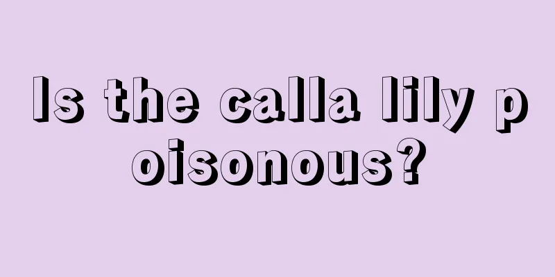 Is the calla lily poisonous?