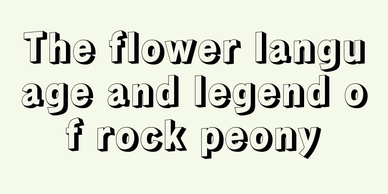 The flower language and legend of rock peony