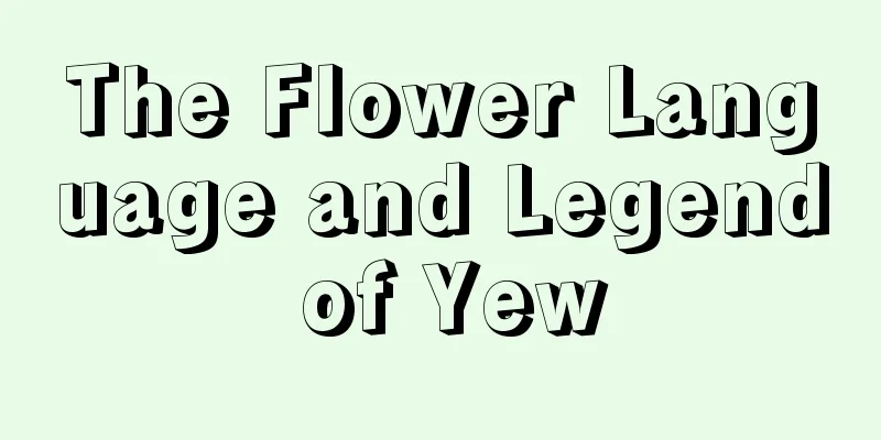 The Flower Language and Legend of Yew