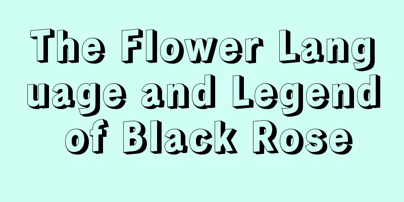 The Flower Language and Legend of Black Rose