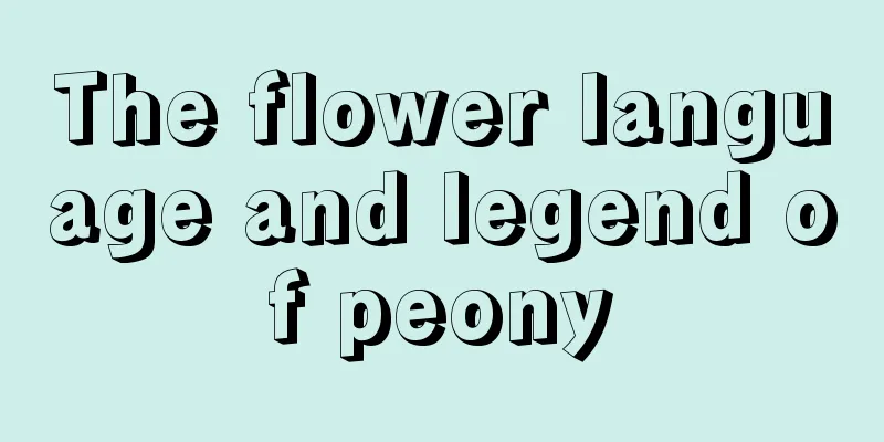 The flower language and legend of peony