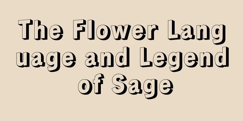 The Flower Language and Legend of Sage