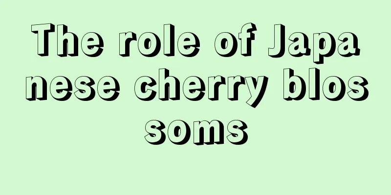 The role of Japanese cherry blossoms