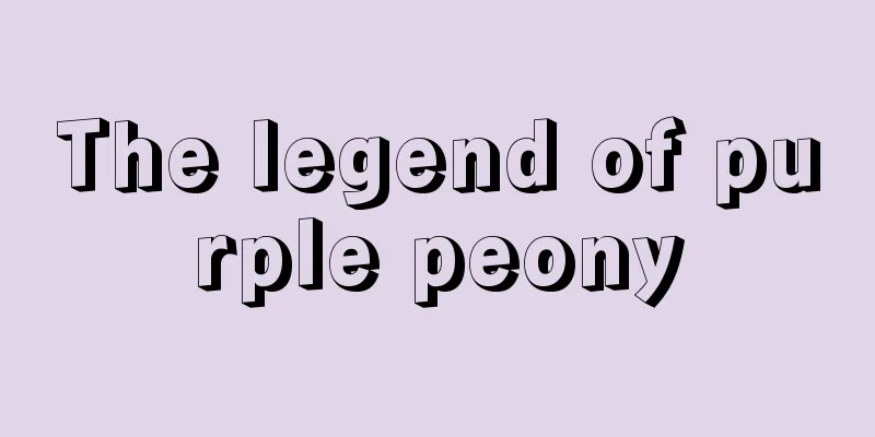 The legend of purple peony