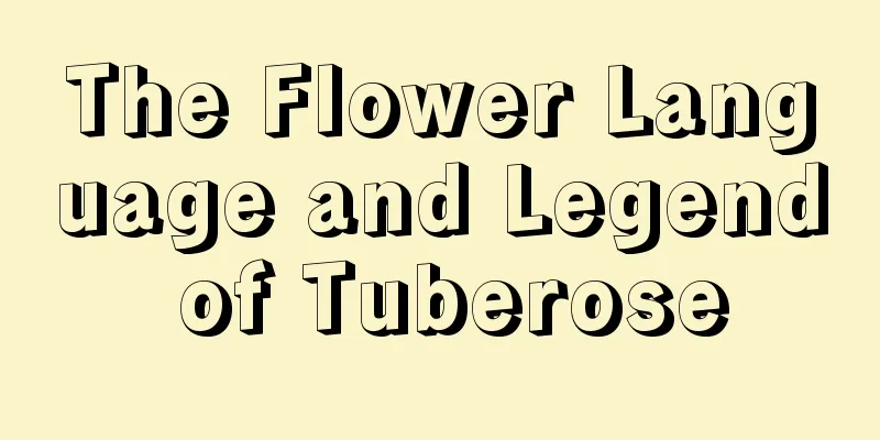 The Flower Language and Legend of Tuberose