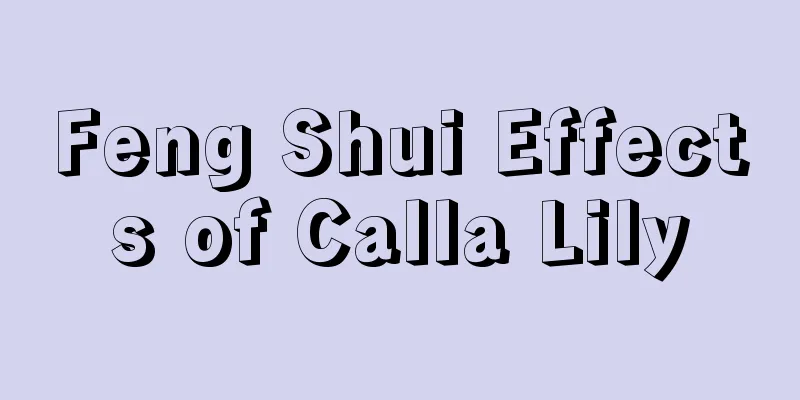 Feng Shui Effects of Calla Lily