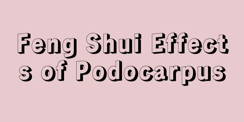 Feng Shui Effects of Podocarpus