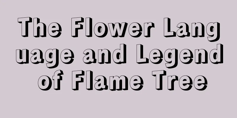 The Flower Language and Legend of Flame Tree