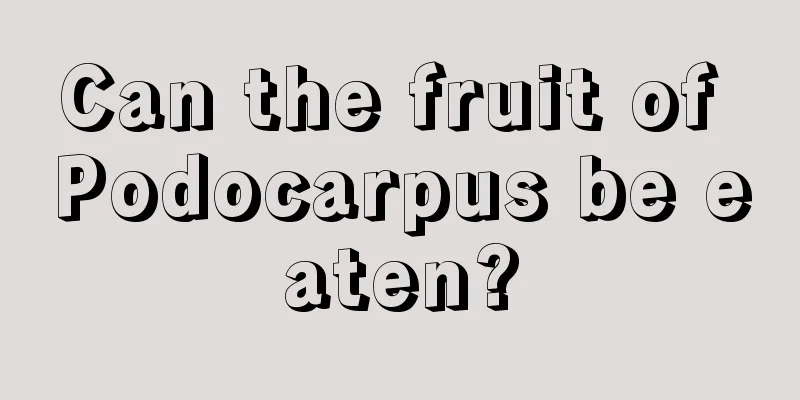 Can the fruit of Podocarpus be eaten?