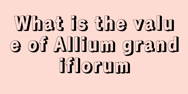 What is the value of Allium grandiflorum