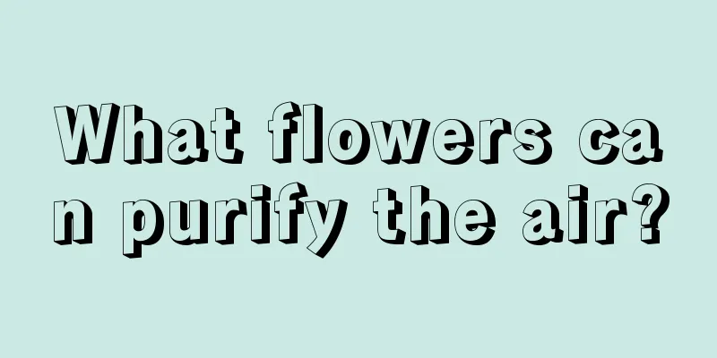 What flowers can purify the air?